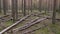 Fallen pine trees in pine forest on green grass, closeup view, timber industry.