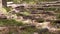 Fallen pine trees in pine forest on green grass, closeup view, timber industry.