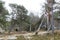 Fallen pine trees after the terrible storm Alfrida in Sweden