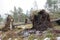 Fallen pine trees after the terrible storm Alfrida in Sweden