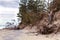 Fallen pine trees on the washed-up sand shore coastline coastal destruction