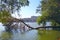 Fallen pines into water with view to multi-storey modern houses on bank of river