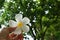 Fallen plumeria flower in hand