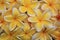 Fallen plumeria flowers with rain drops background