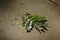 Fallen rain tree leaf on the concrete ground