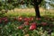 Fallen Red Apples in Orchard