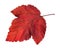Fallen red leaf of ninebark physocarpus shrub