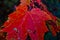 Fallen red maple leaf