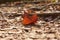 Fallen red maple leaf in country park