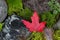 Fallen Red Maple Leaf on Wet Rocks and Moss
