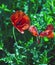 Fallen red petals of a Flanders Poppy in spring.