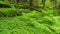 Fallen redwood tree in forest