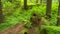 Fallen redwood tree in forest