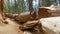 Fallen redwood tree at Trail of 100 Giants in Sequoia National Forest