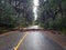 Fallen road route street trees asphalt straight spring autumn