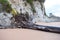 A Fallen Rooted out Tree with Limestone Rock in background at Sitapur Beach, Neil Island, Andaman, India - Remains of Tsunami