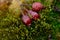 Fallen rose-dog berry among moss sprout