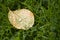 Fallen Rose leaf with dewdrops