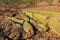 Fallen Saguaro Cactus