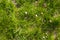 The fallen Sakura petals on the green grass in sunny day