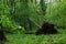 Fallen sawyer tree in dense broadleaf forest in central Europe, during spring cloudy day.