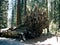 Fallen Sequoia Tree in Yosemite National Park, California