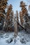 Fallen spruce