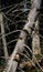 Fallen spruce tree in the forest