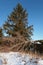 Fallen spruce tree near another one standing near winter pathway.