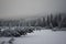 Fallen spruce tree over a frozen river.