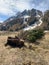 Fallen spruce in Trient, Switzerland