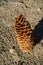 Fallen Sugar Pine Pinus lambertiana cone, Yosemite National Park, California