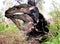 Fallen Tingle Tree: Valley of the Giants, Western Australia