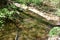 fallen tree across a mirror calm river