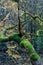 Fallen tree in an autumn forest in the Dandenong Ranges, Australia.