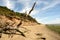 Fallen Tree Beach Erosion on Mersea Island