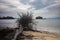 Fallen tree on the beach of Pantai Tanjung Rhu on the malaysia island Langkawi. Clouds over the bay. Silky water. Silk effect in