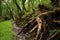 fallen tree with beetle infestation signs