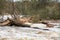 Fallen Tree in the Bell Rapids