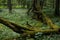 Fallen tree in the Bialowieza Forest