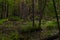 Fallen tree in the BiaÅ‚owieÅ¼a Forest