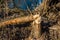 Fallen tree bitten by beavers