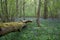 A fallen tree and bluebells during the spring in pinsley Woods, Oxfordshire, UK