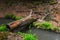 Fallen tree, bridge