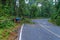 The fallen tree closed the road traffic.