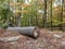 Fallen tree in Coopers Rock State Forest in West Virginia in the fall with leaves scattered on the ground and colorful trees in