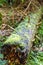 Fallen tree covered in moss in forest