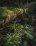 Fallen tree covered with moss in woodland lit by morning sunlight