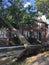 Fallen Tree Damage in Suburbs of New York City After Hurricane Tropical Storm