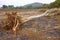 Fallen tree damaged by natural wind storm outdoor